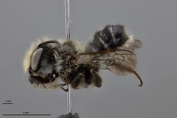 Media type: image;   Entomology 610870 Aspect: habitus lateral view